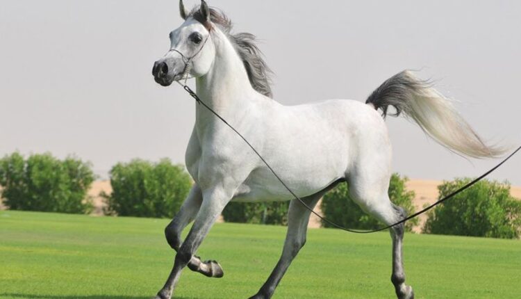 كم-سعر-الخيل-العربي-الأصيل-في-السعودية