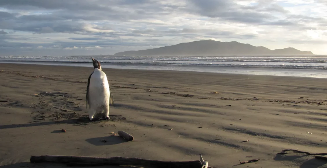 تفقس طيور البطريق كل شتاء