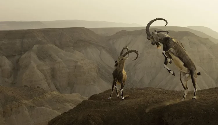 1200x768_la-vie-au-bord-par-amit-eshel-israel