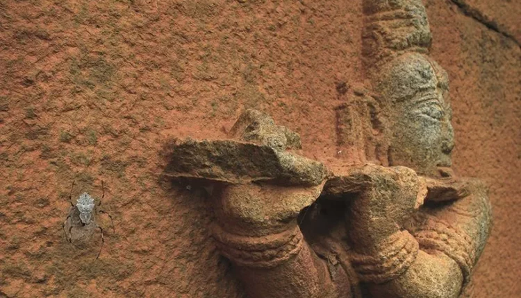 816x0_le-mur-des-merveilles-par-vihaan-talya-vikas-inde