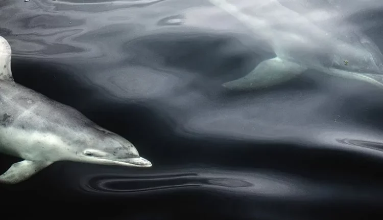 816x523_a-l-improviste-par-ekaterina-bee-italie