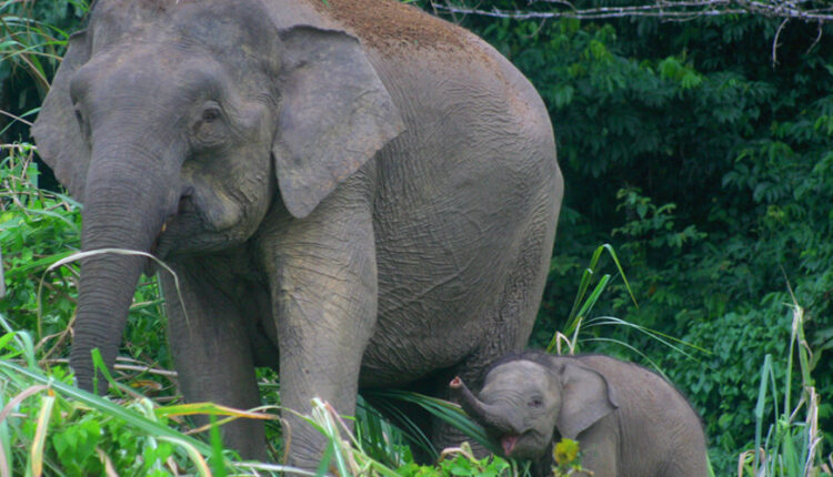Elephas-maximus-borneensis-Borneo-Elephant