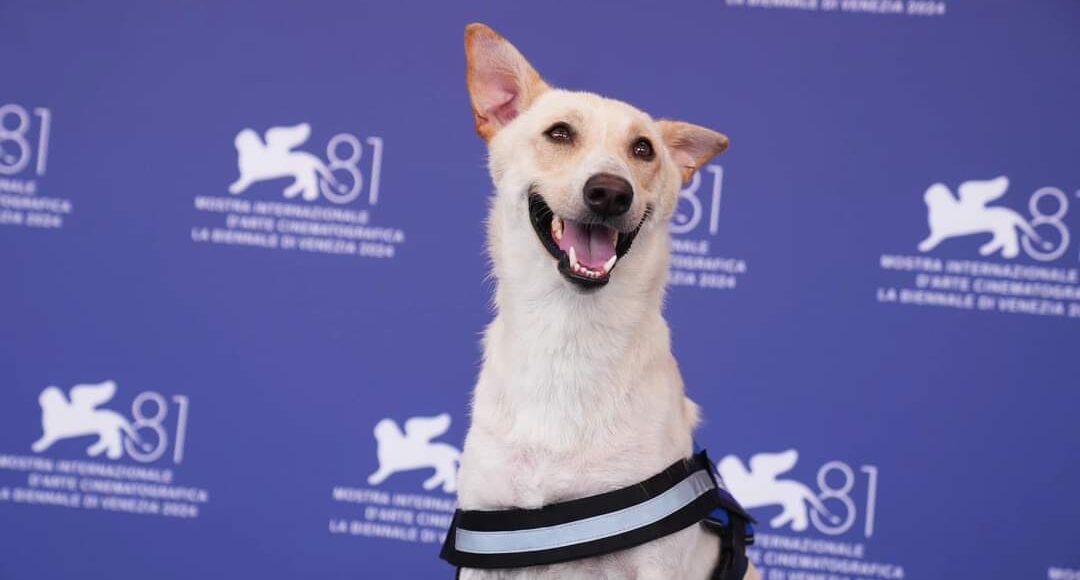 رامبو على السجادة الحمراء لمهرجان فينيسيا